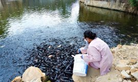 Hàng ngàn con cá trê nổi lên ‘xin ăn’ ở miền Tây