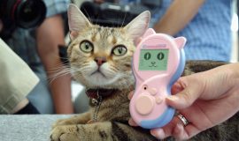 Triển vọng AI giải mã tiếng động vật