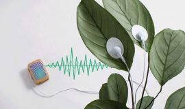 Nấm ảo giác biết… phát nhạc