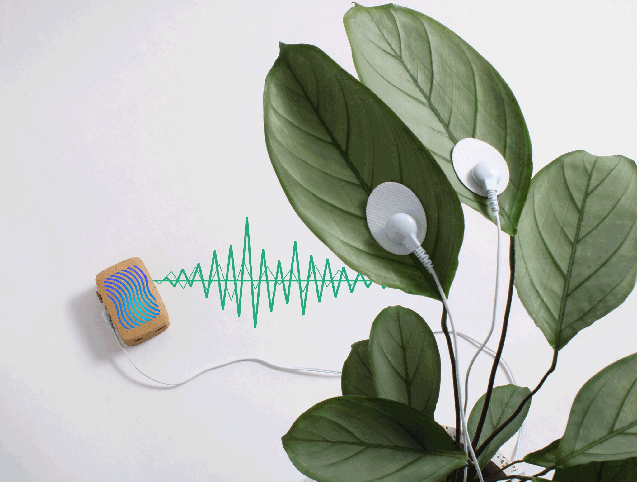 plantwave-waves2b11_bast